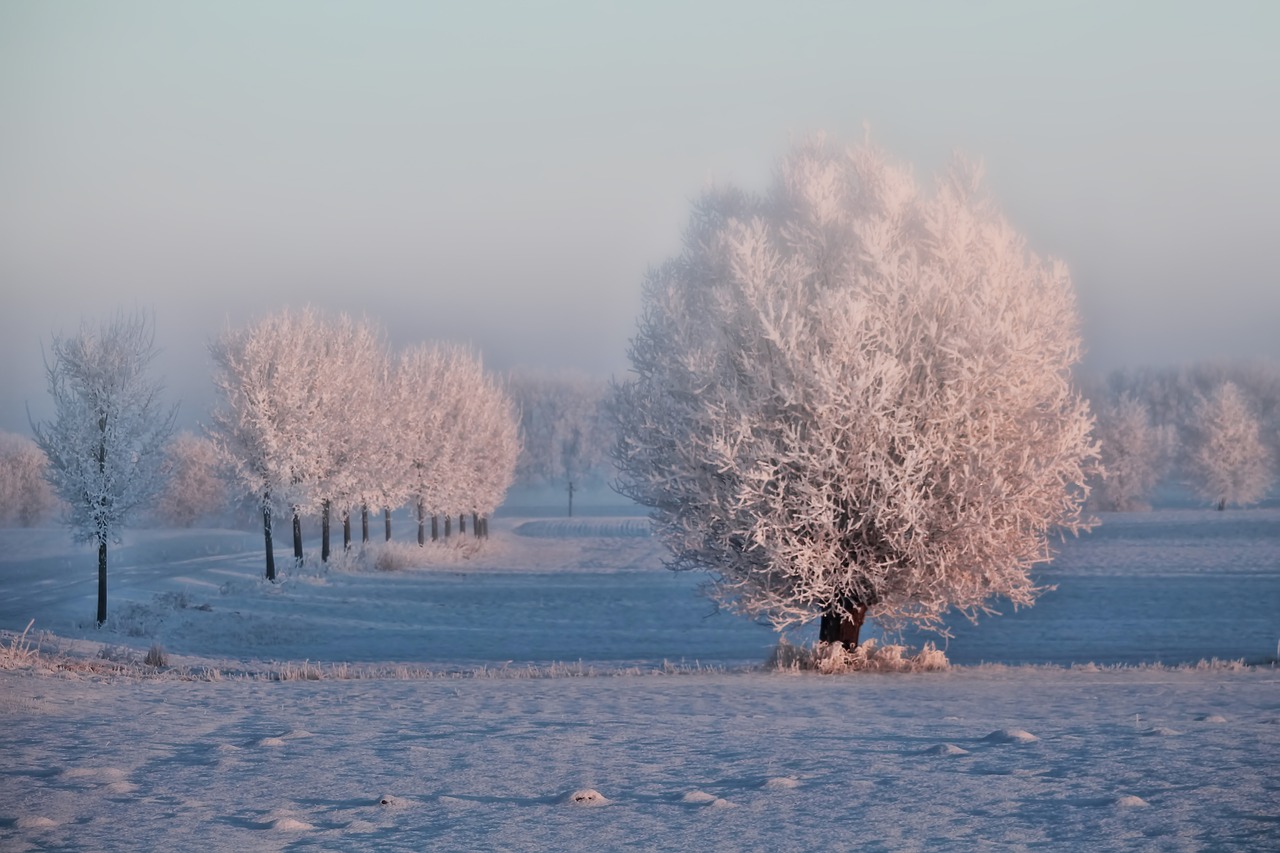 winter morning sun trees free photo