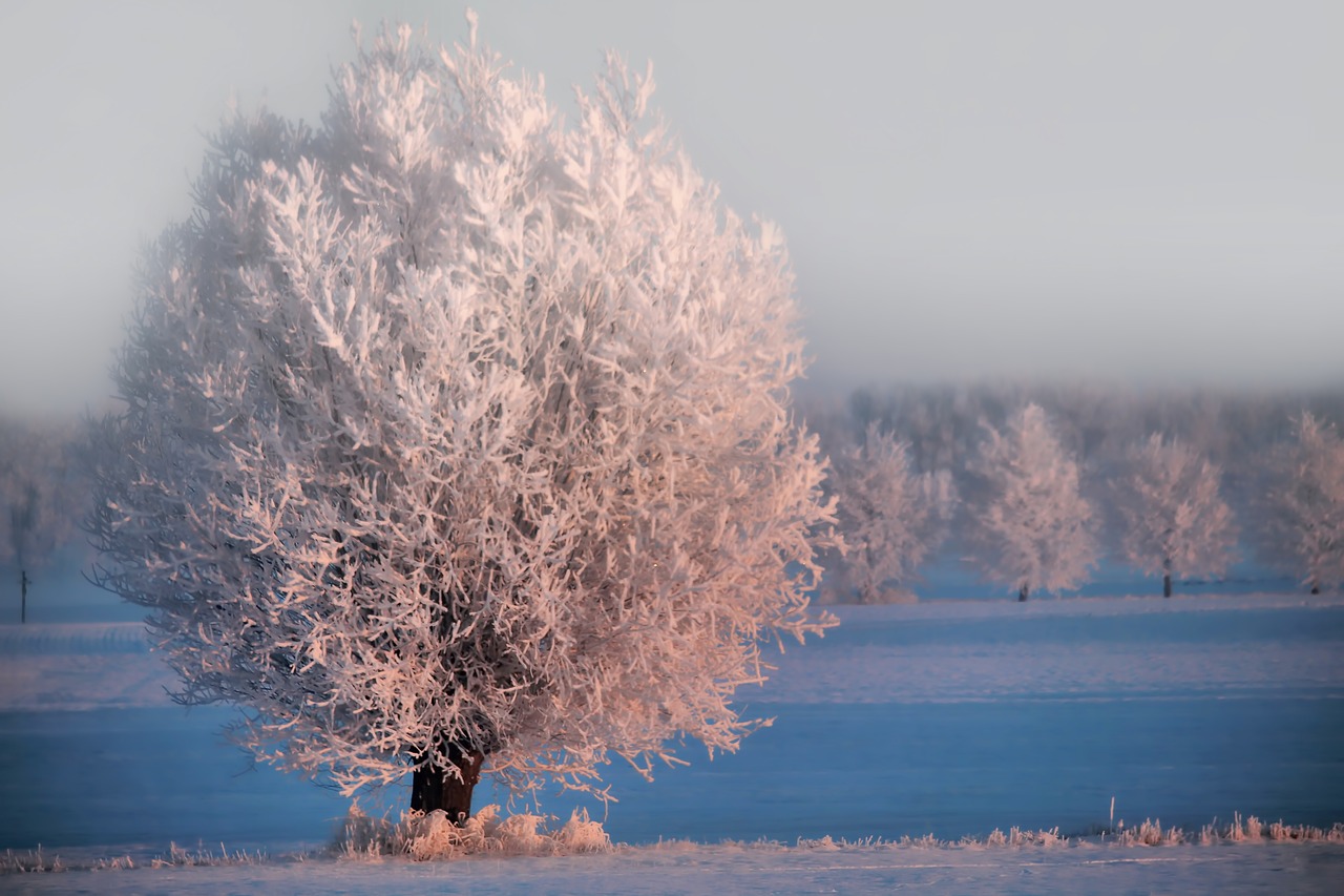 winter morning sun trees free photo