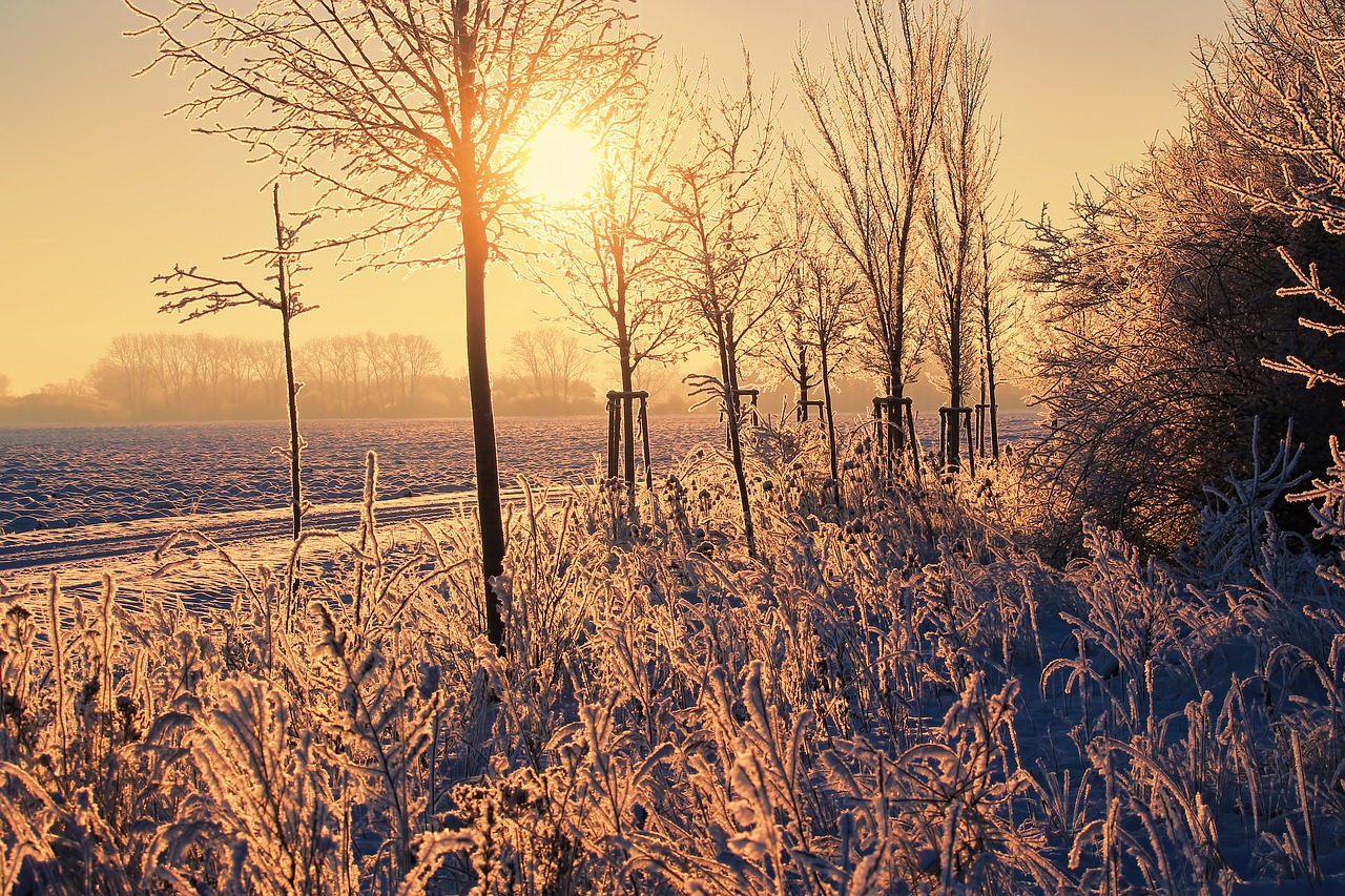 winter morning sun trees free photo