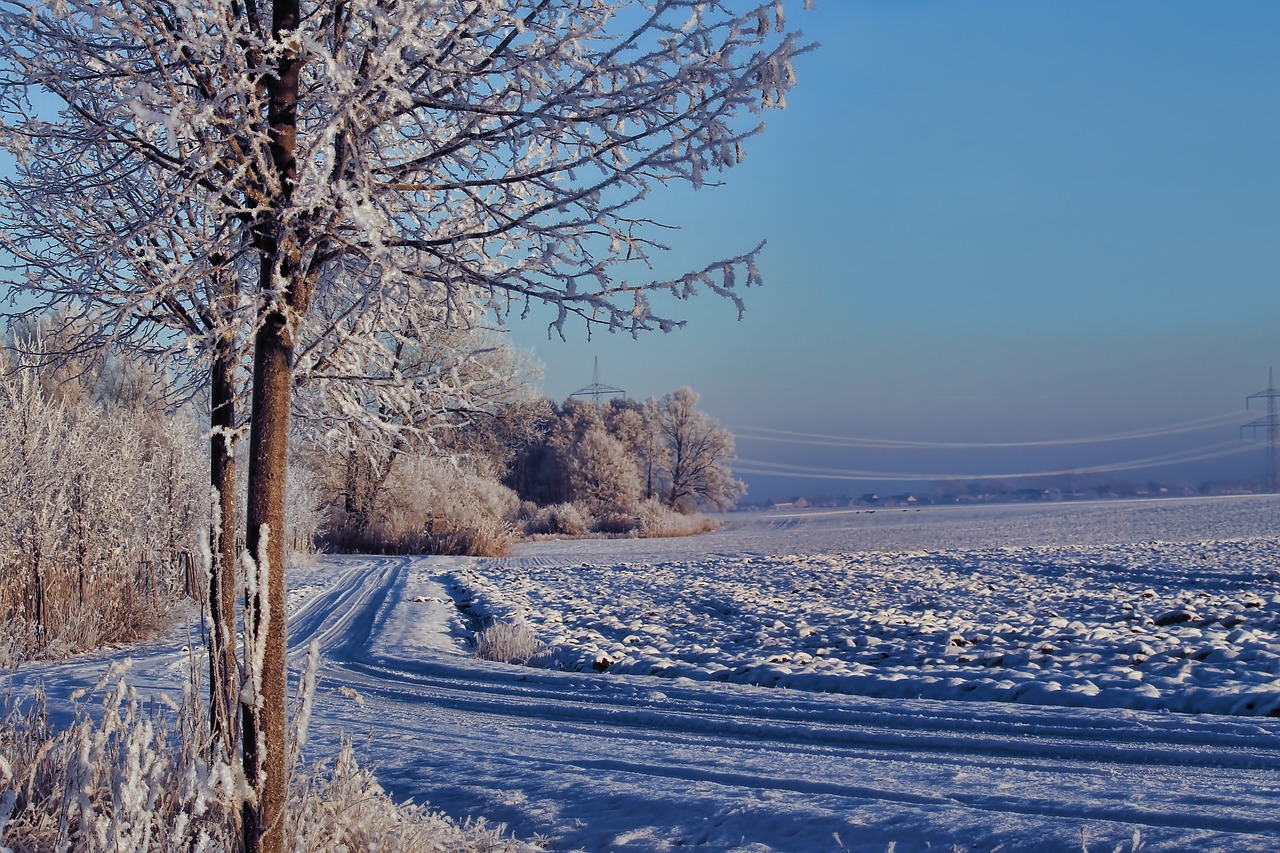 winter morning sun trees free photo