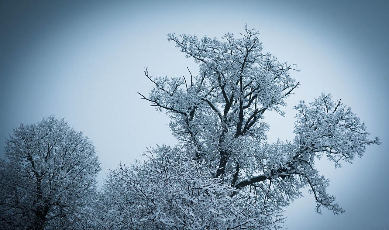 winter nature tree free photo