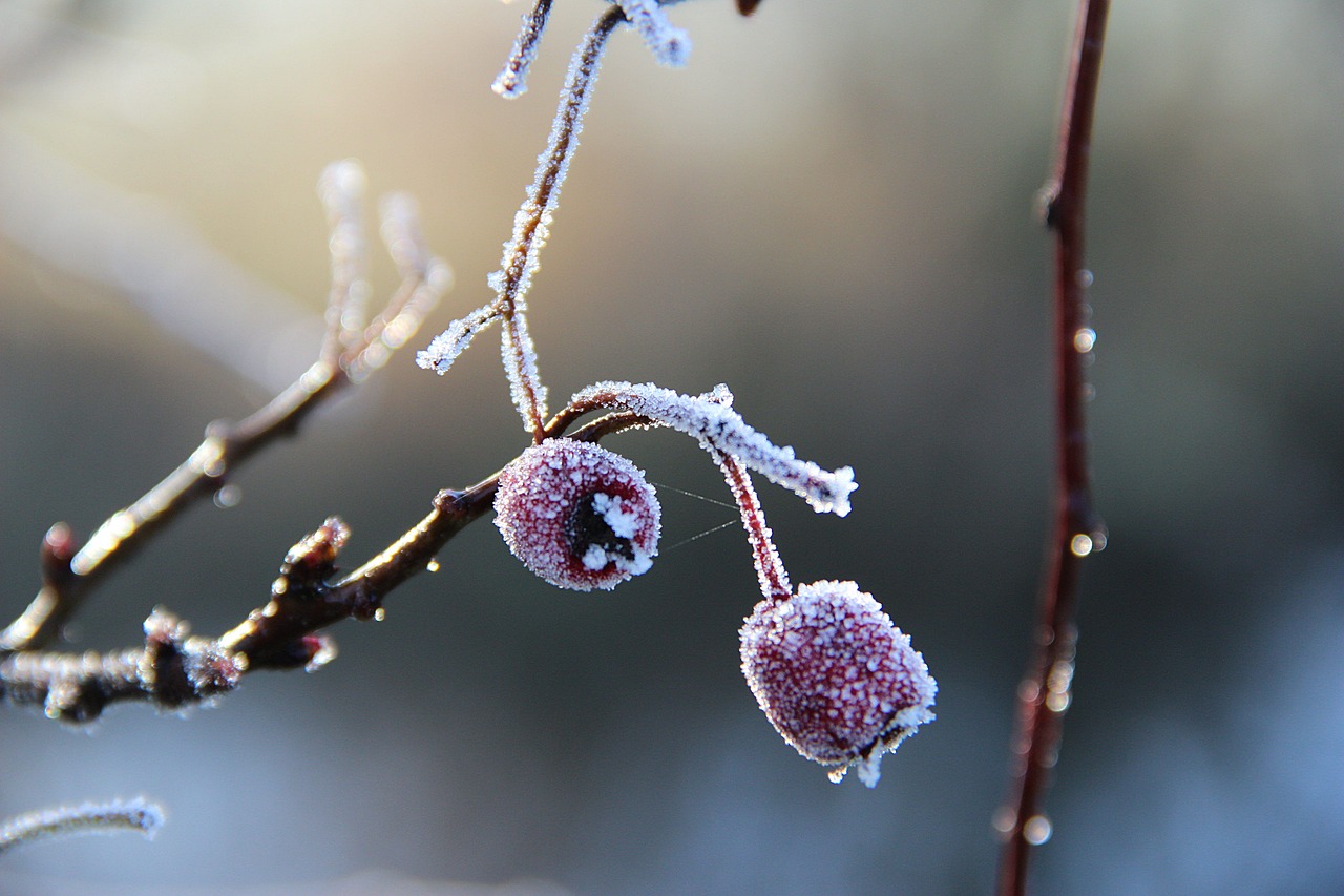 winter macro fruit free photo