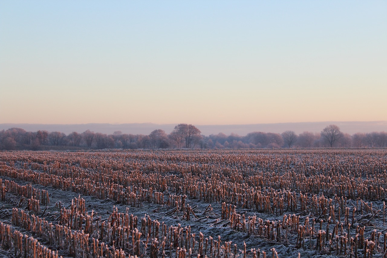 winter tree landscape free photo