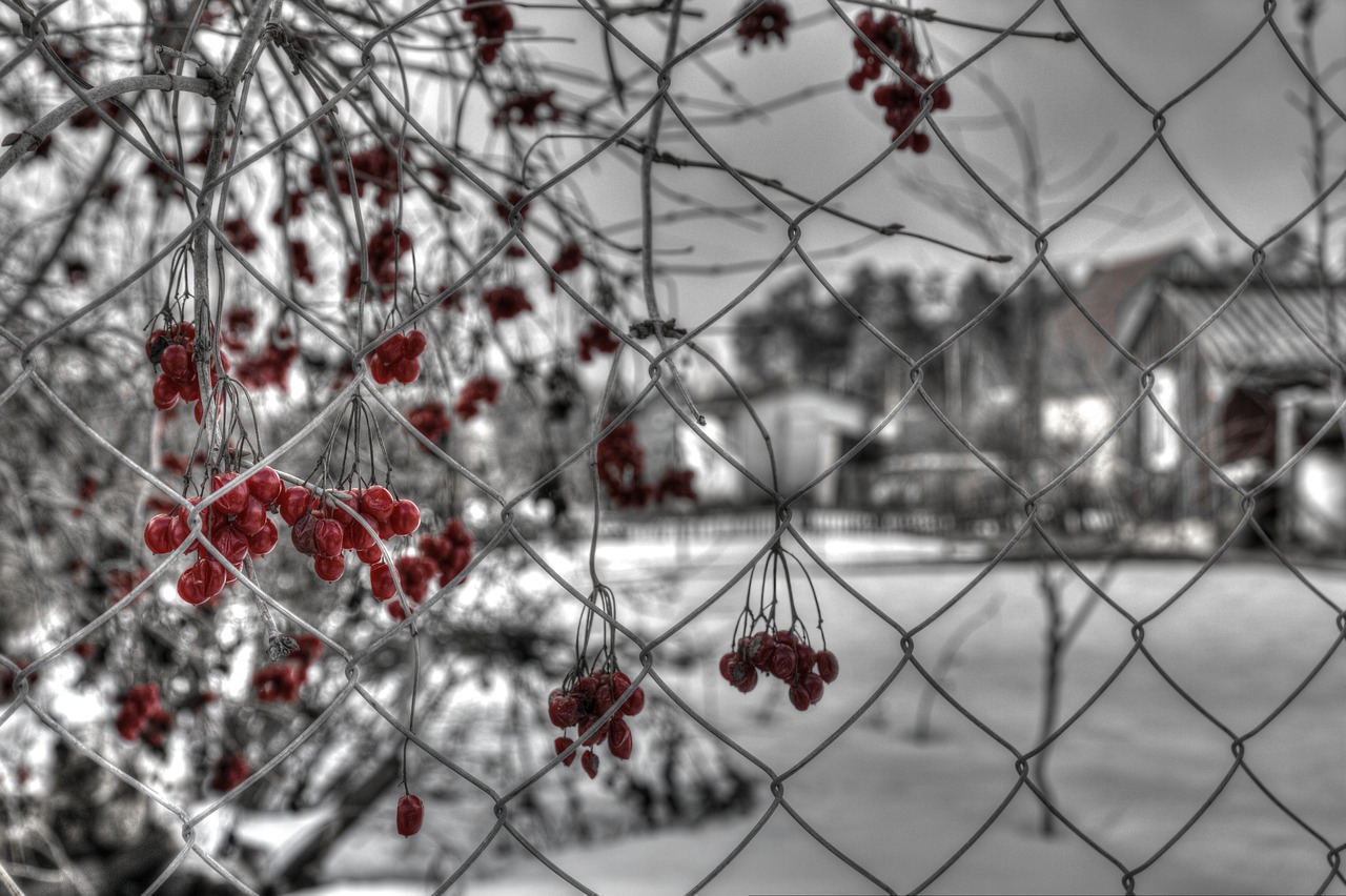 winter viburnum nature free photo