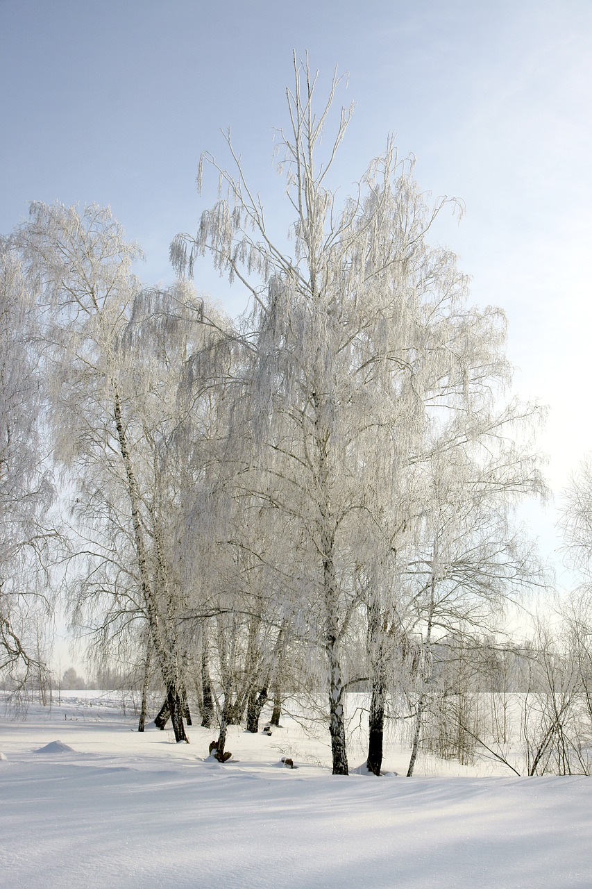 winter frost trees free photo