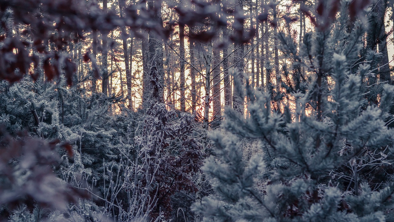 winter forest cold free photo