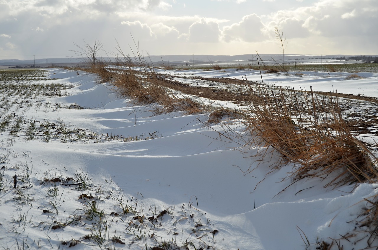 winter snow grass free photo