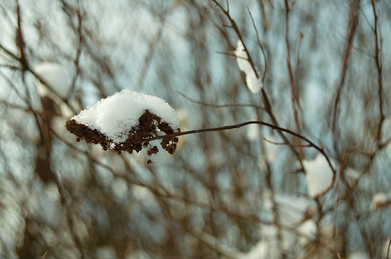 winter snow bush free photo