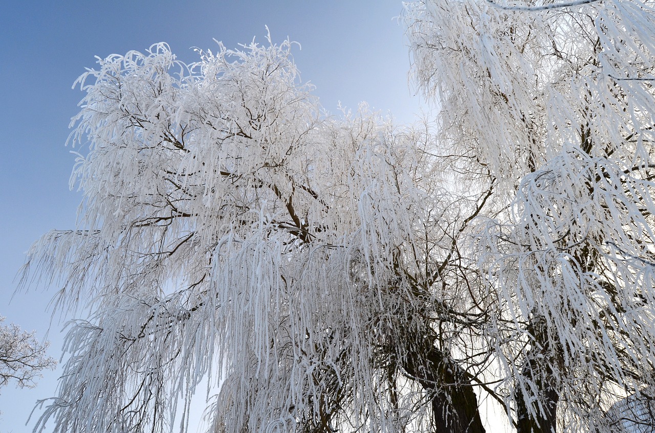 winter frost icing free photo