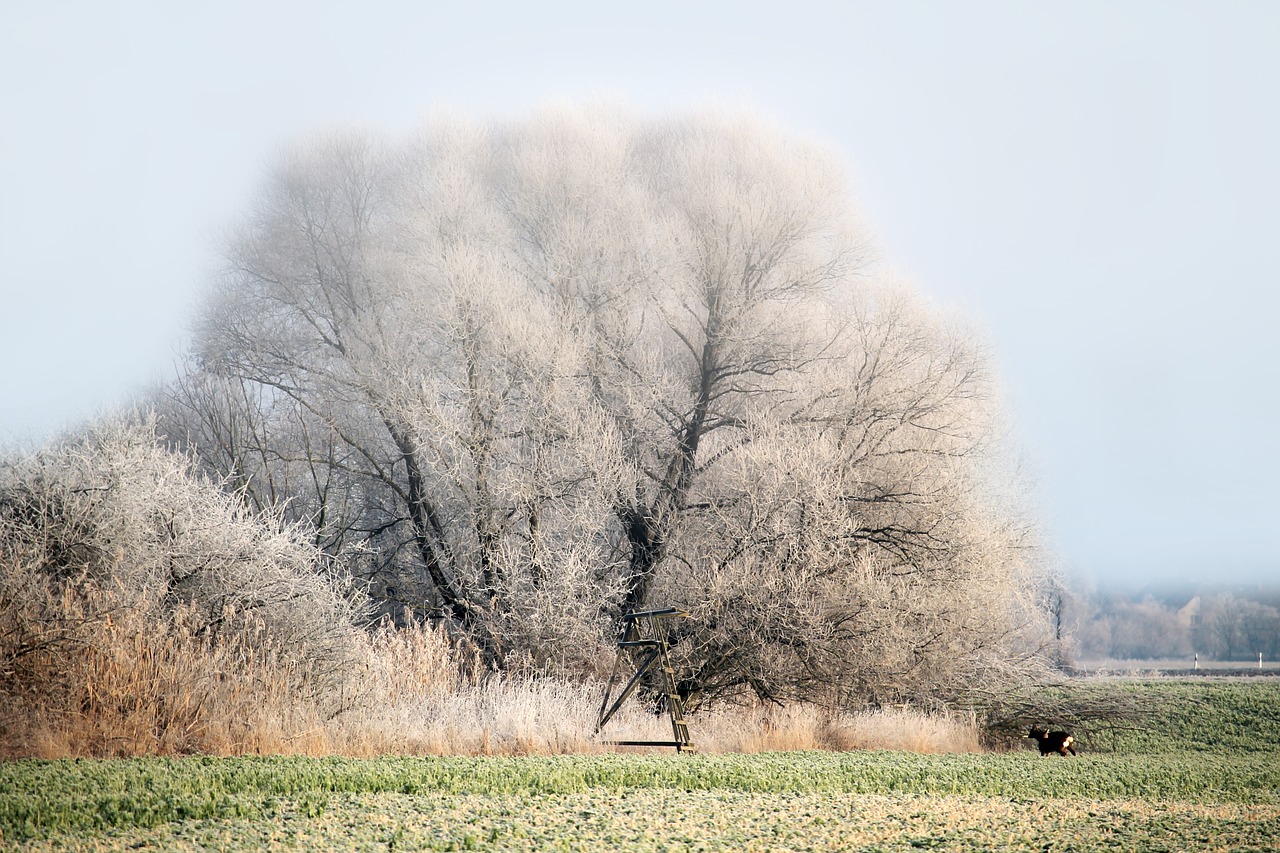 winter morning sun trees free photo