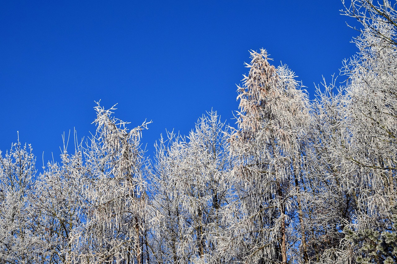 winter trees snow free photo