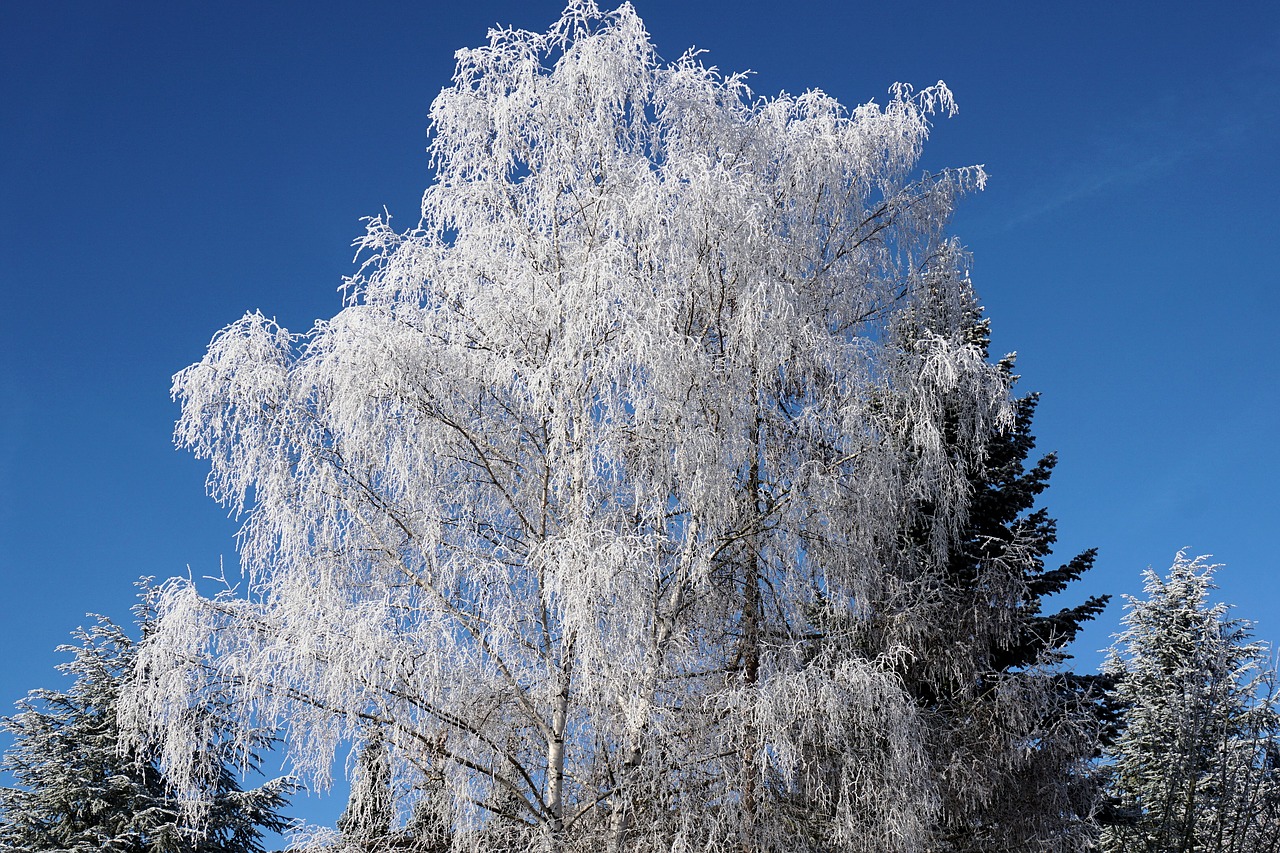 winter tree birch free photo