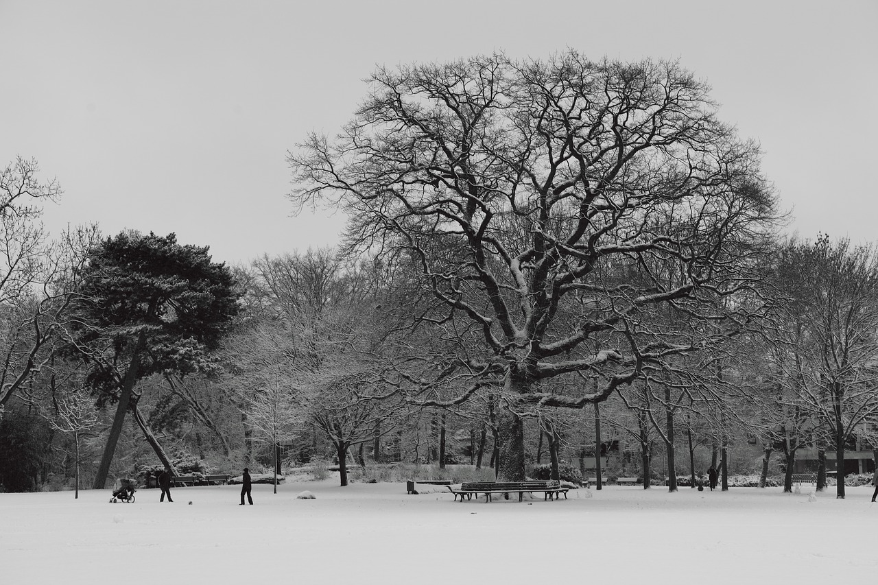 winter park tree free photo