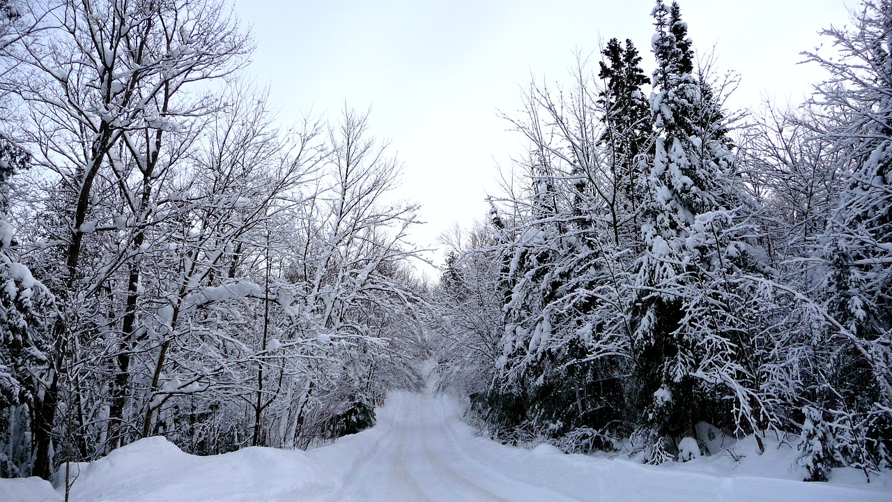 winter snow winter landscape free photo