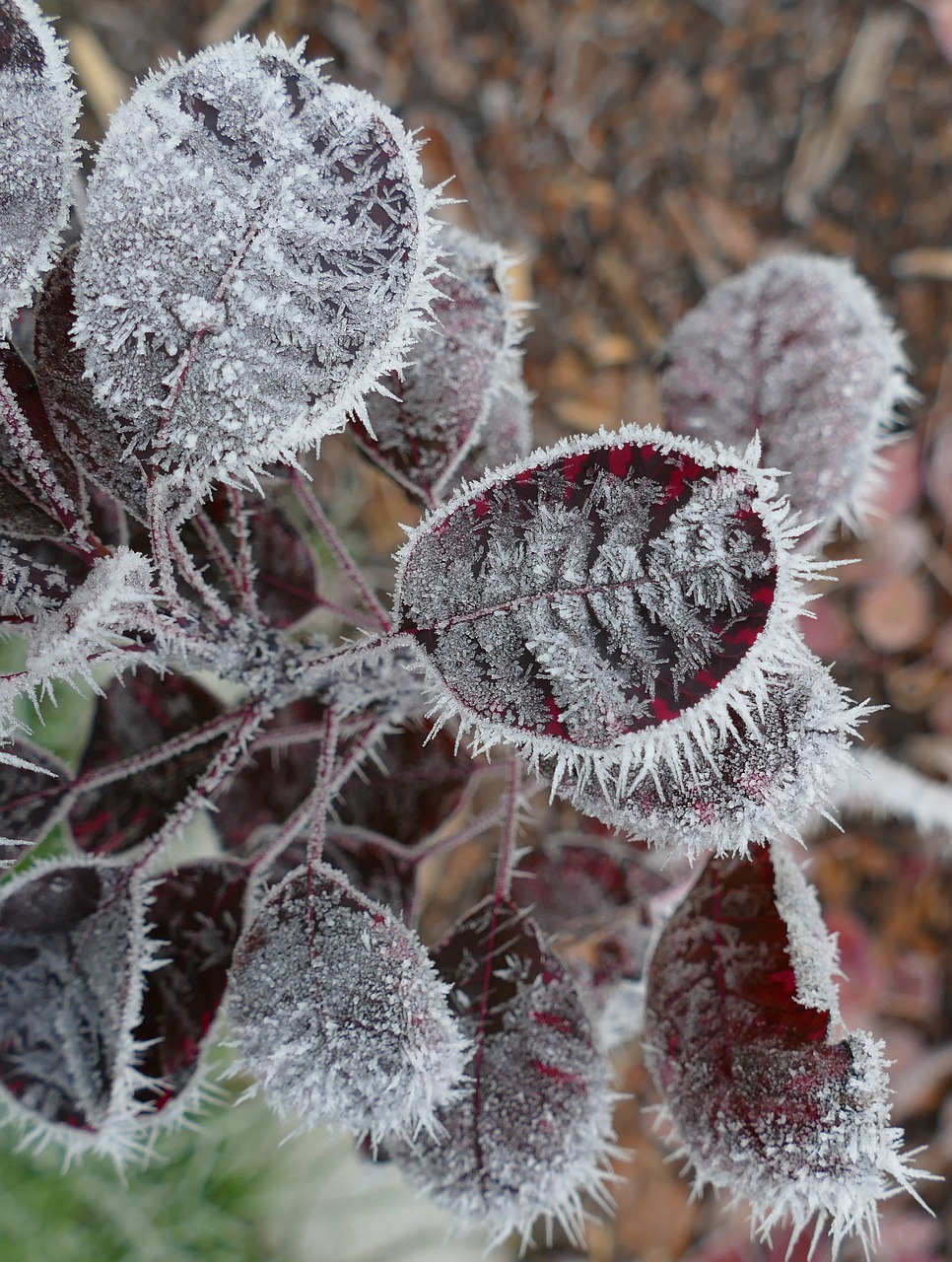 winter cold ice free photo