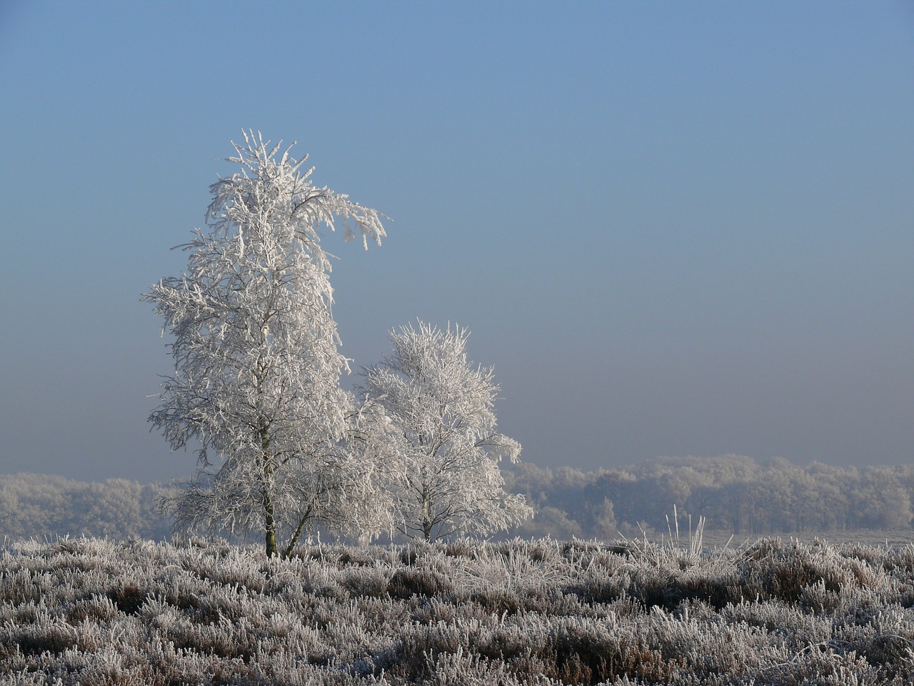 winter ripe frost free photo