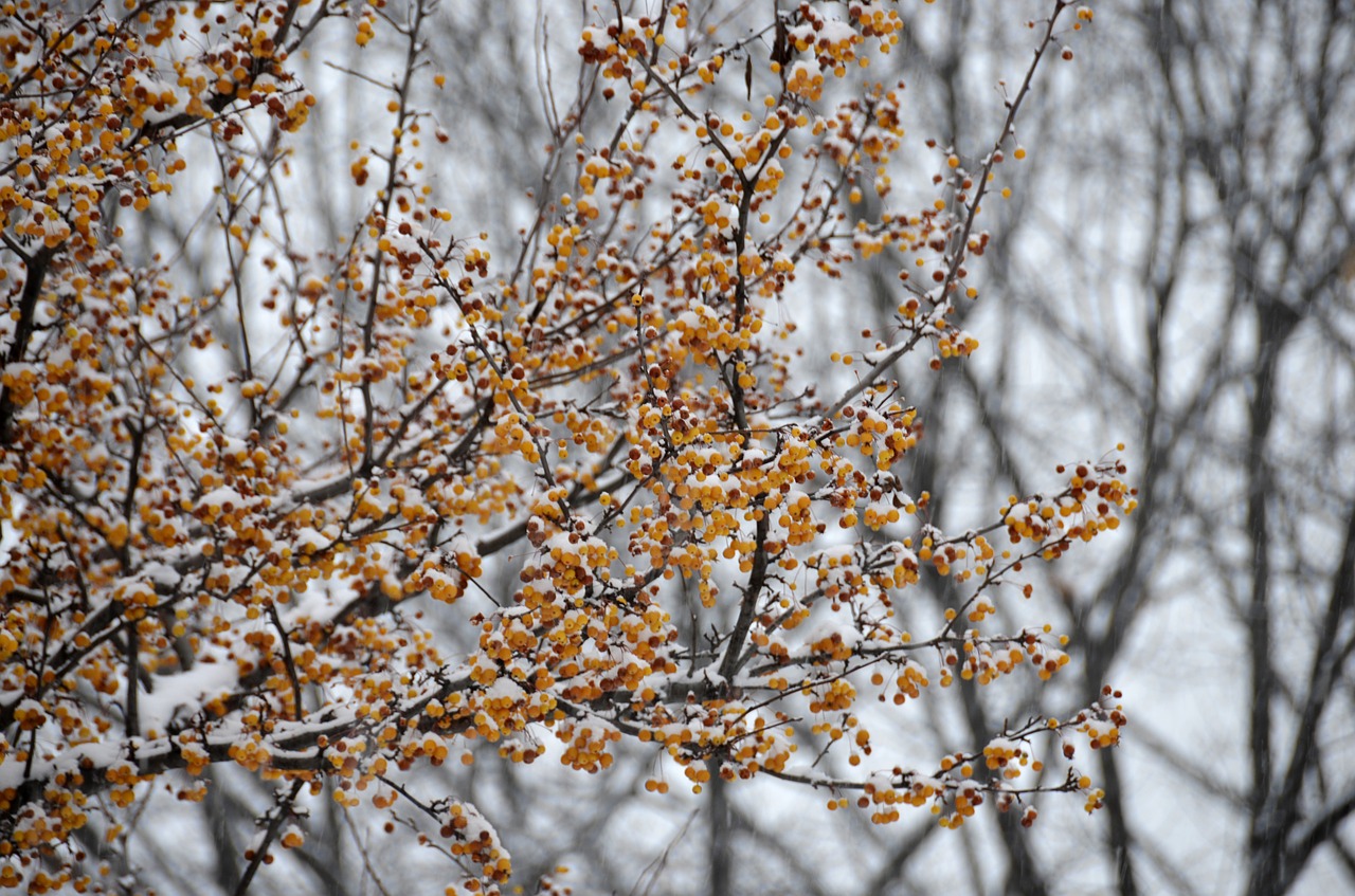 winter tree season free photo