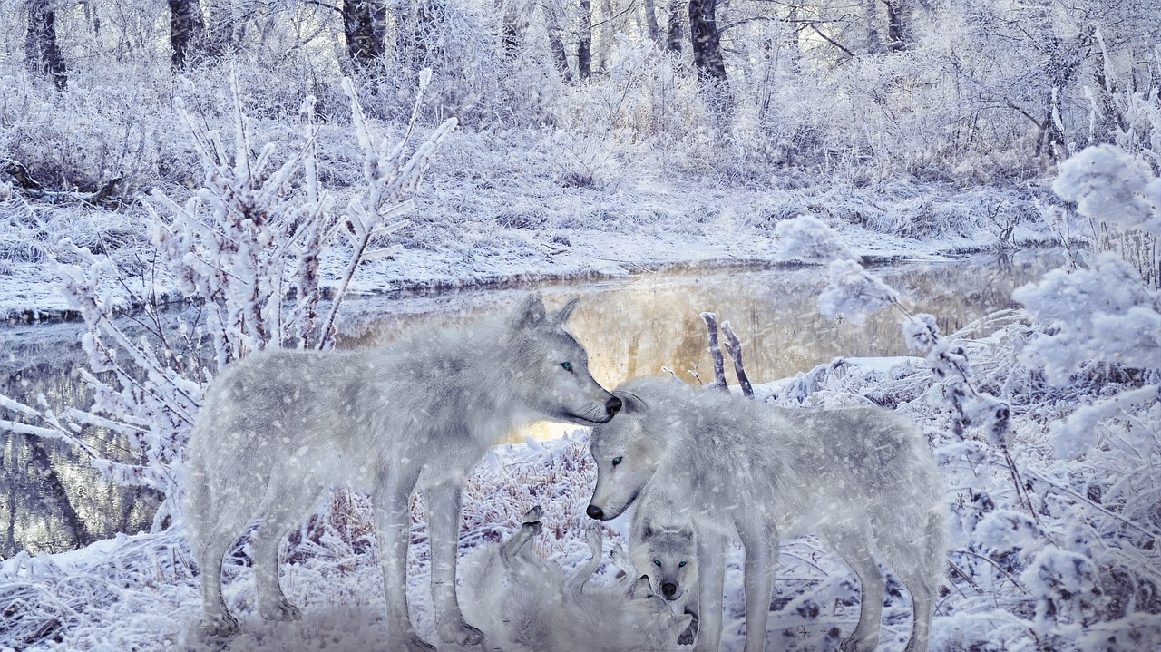 winter wolfs animals free photo