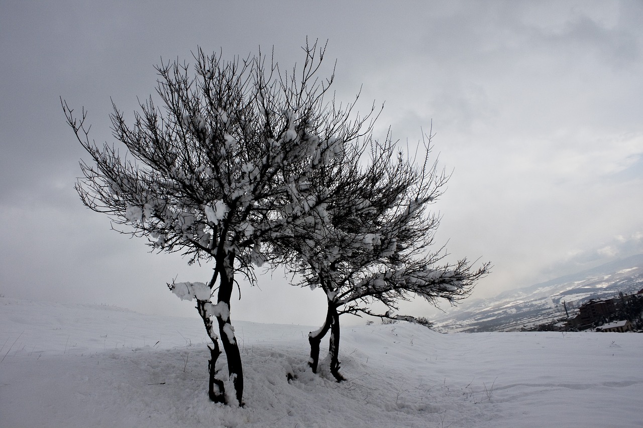 winter snow tree free photo