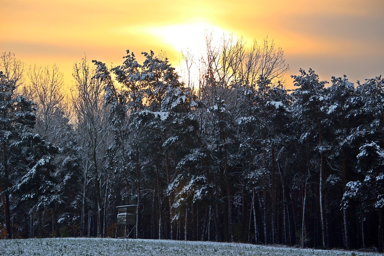 winter snow forest free photo