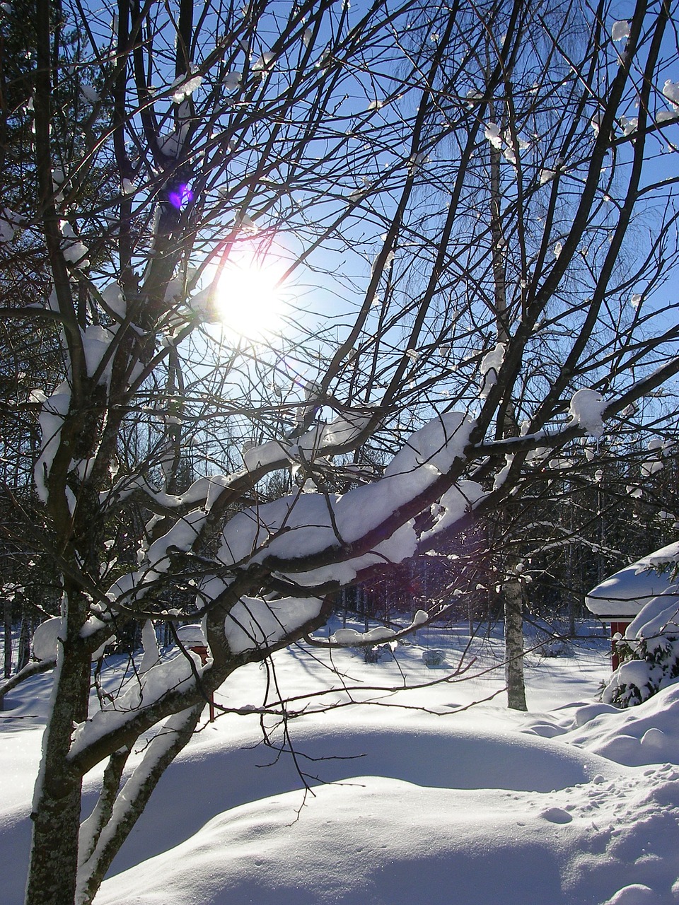 winter sun branches free photo