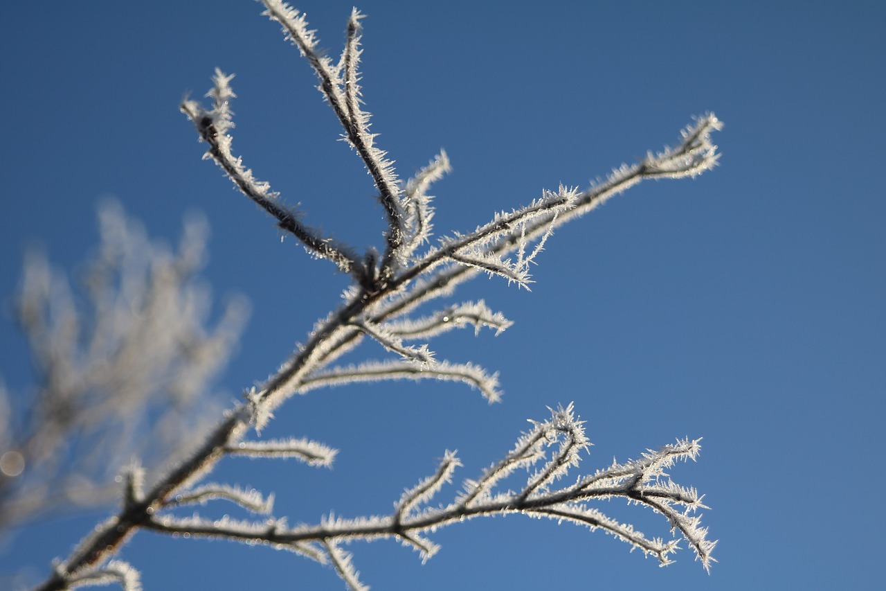 winter frost hoarfrost free photo