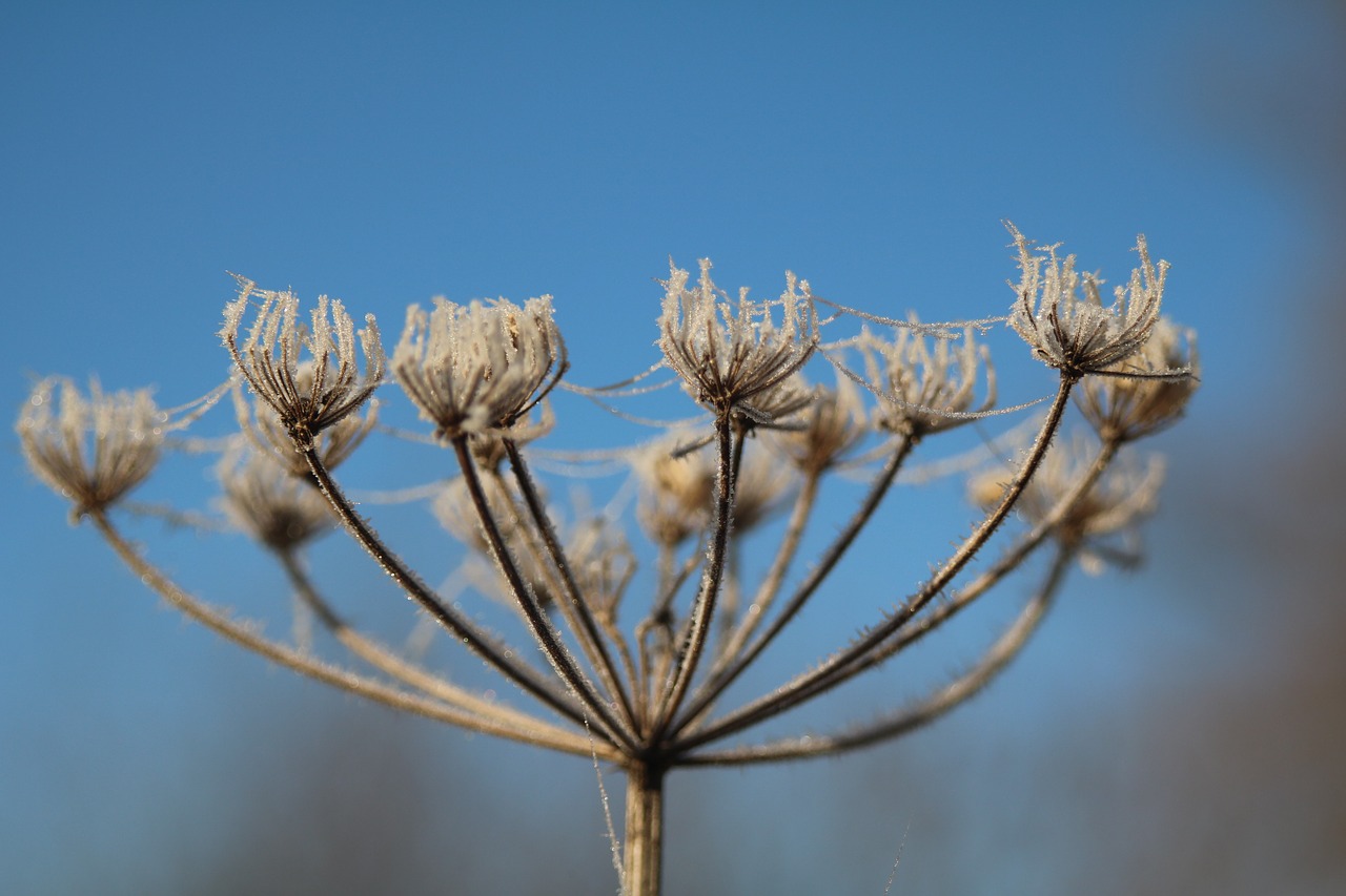 winter frost hoarfrost free photo