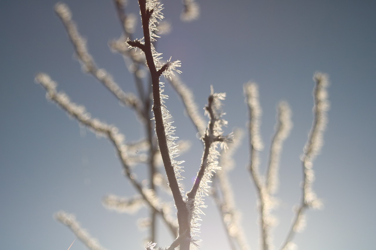 winter frost hoarfrost free photo