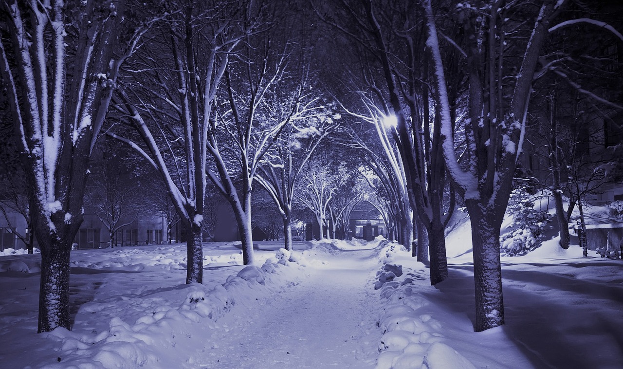 winter night snow free photo