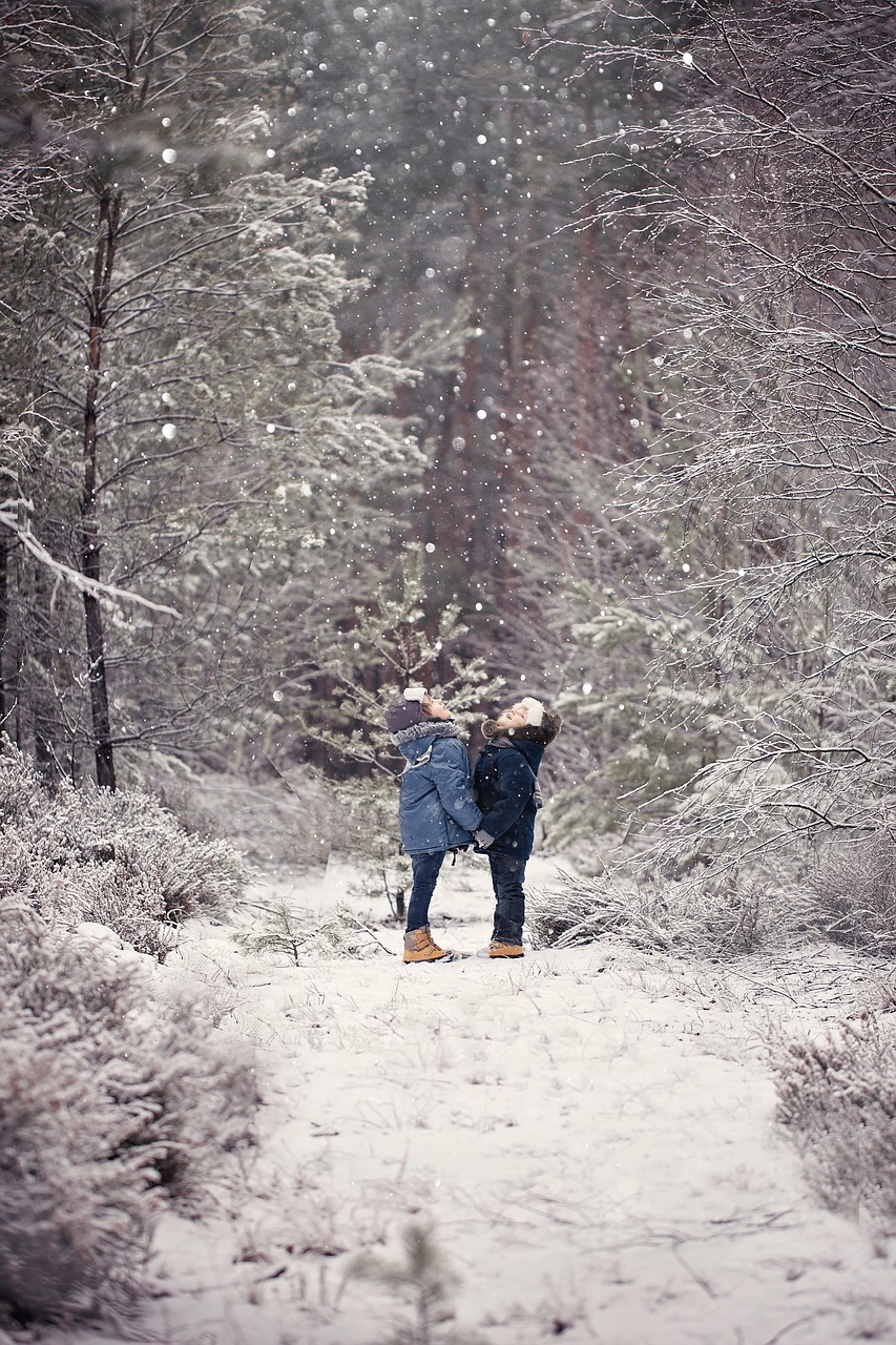 winter forest tree free photo