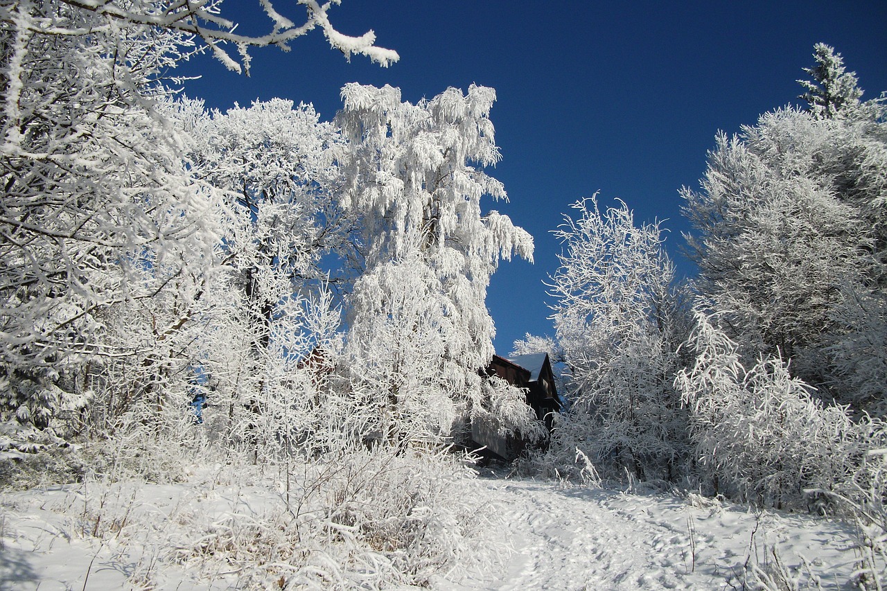 winter frost ice free photo