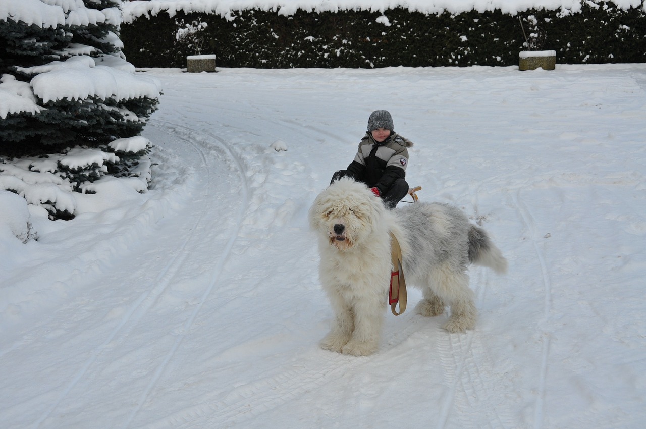 winter slide dog free photo