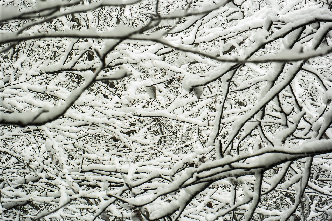 winter snow trees free photo