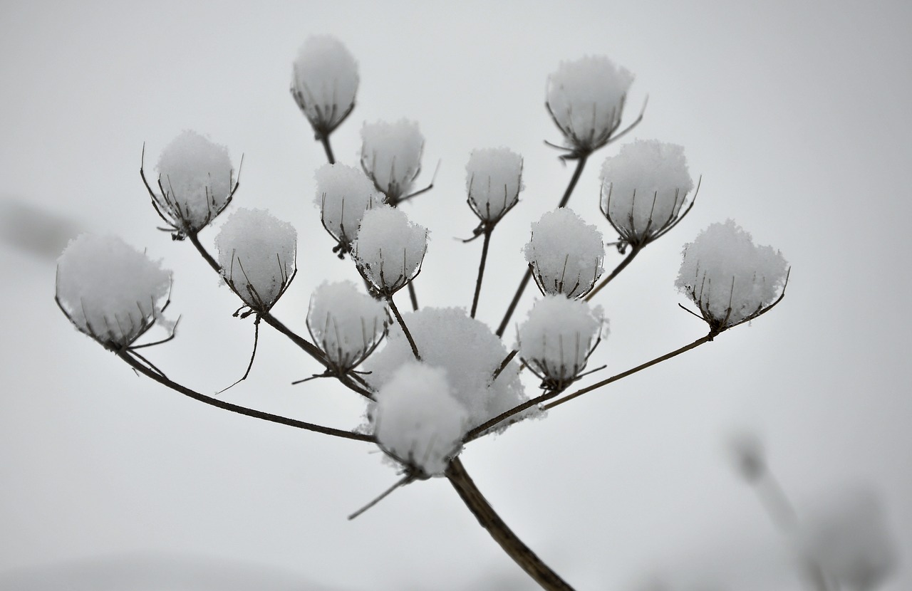 winter landscape snow free photo