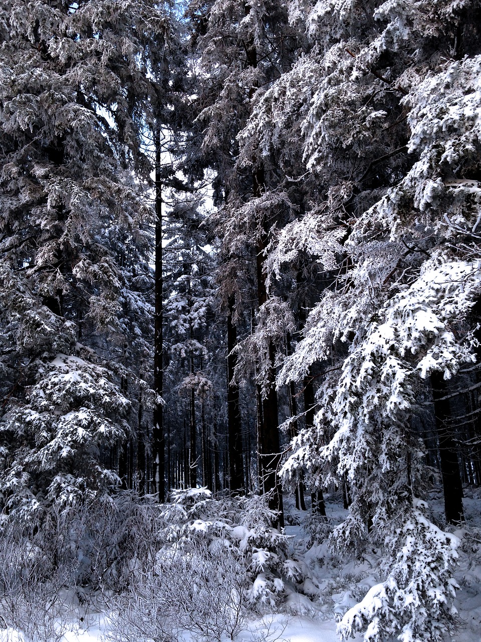 winter snow nature free photo