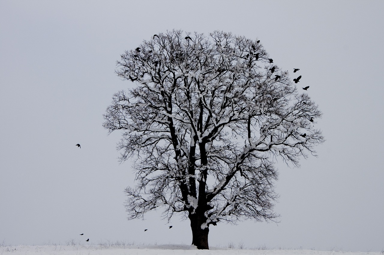 winter bird tree free photo