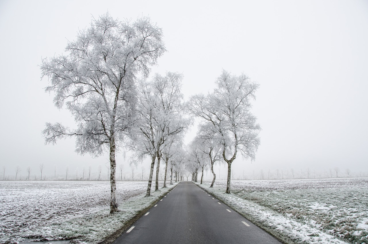 winter frost fog free photo