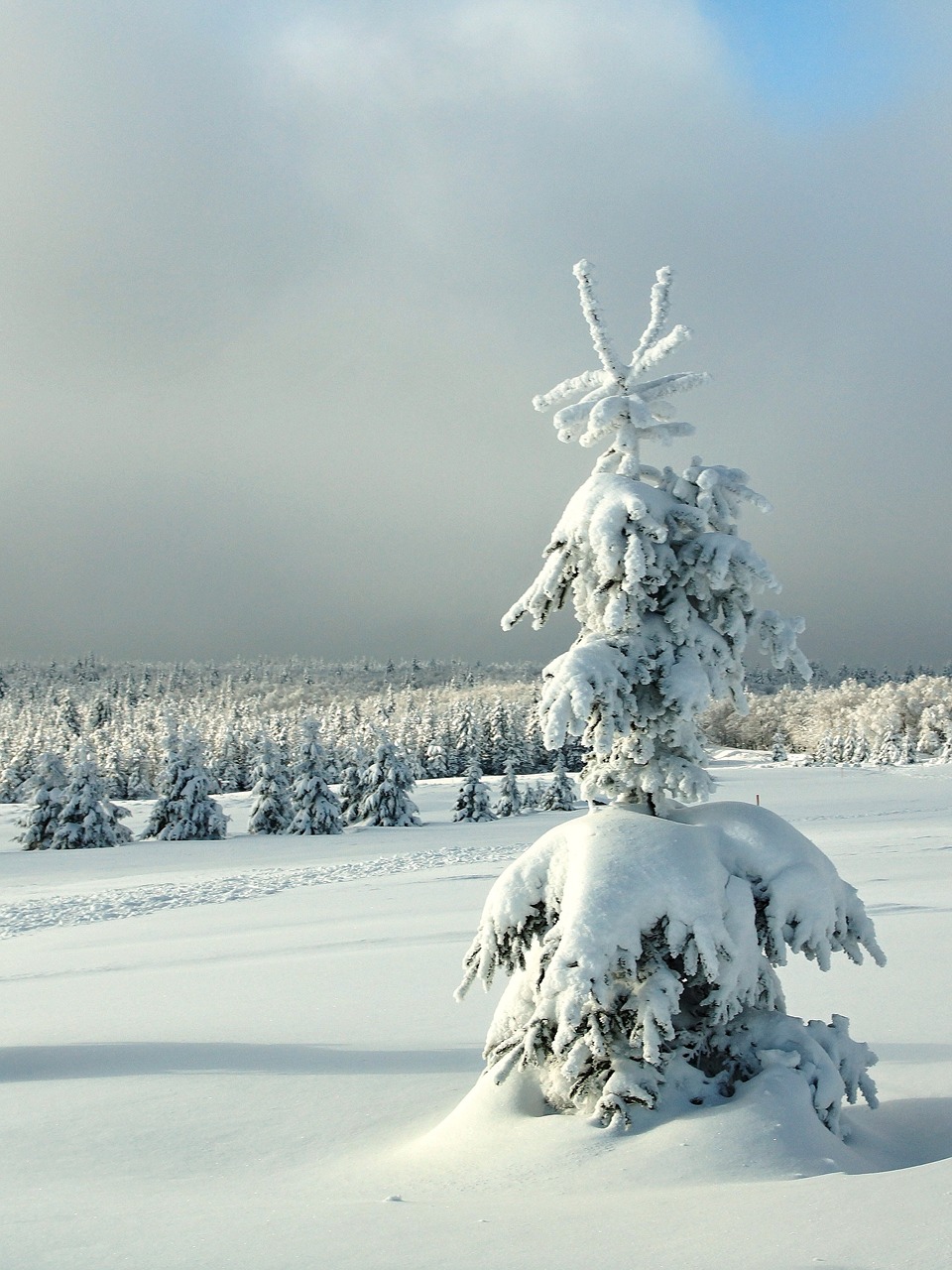 winter sapling christmas landscape free photo