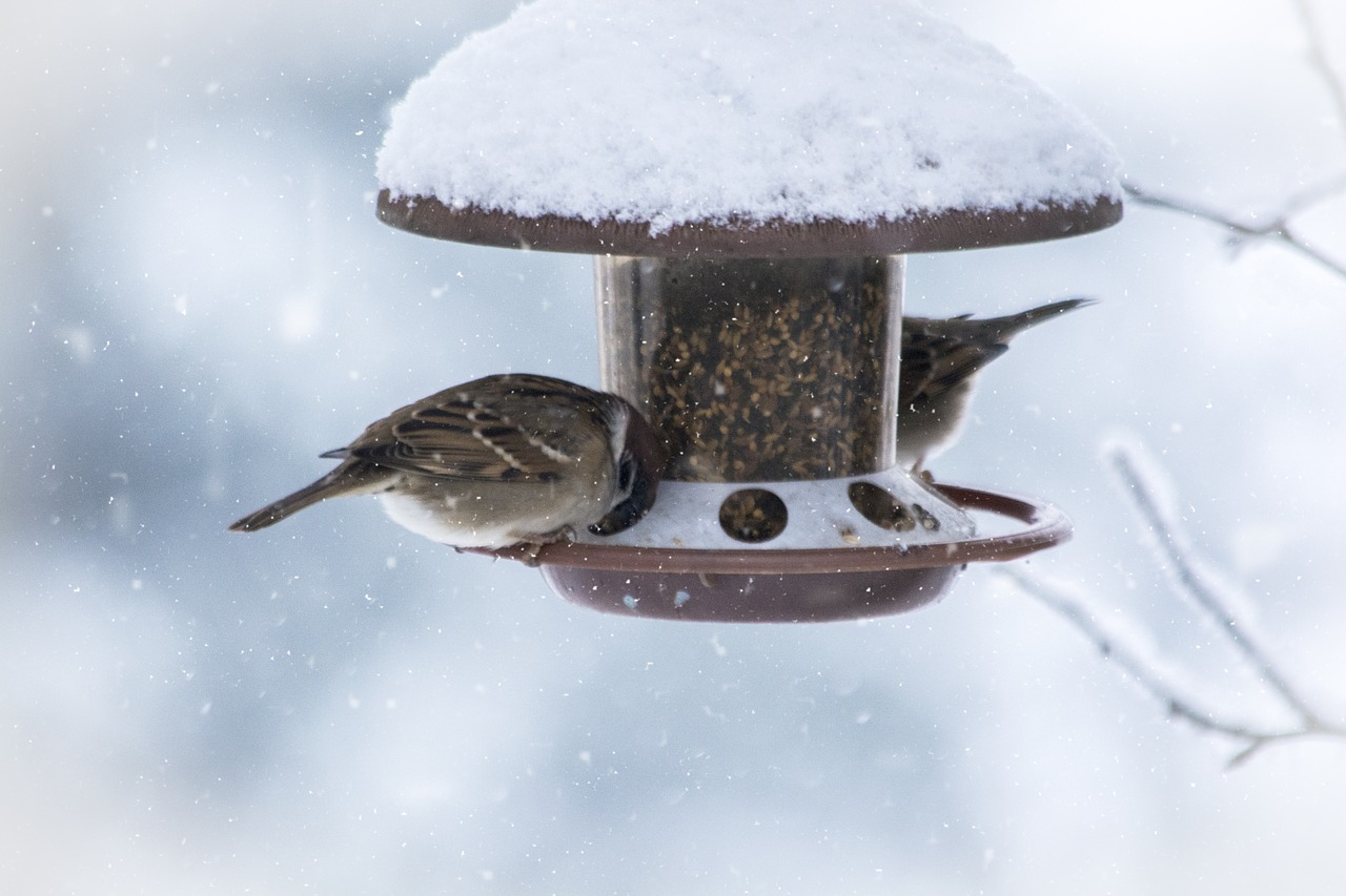 winter snow wintry free photo