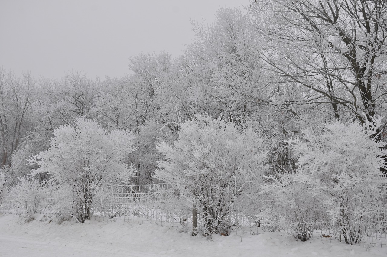 winter scenic frost free photo