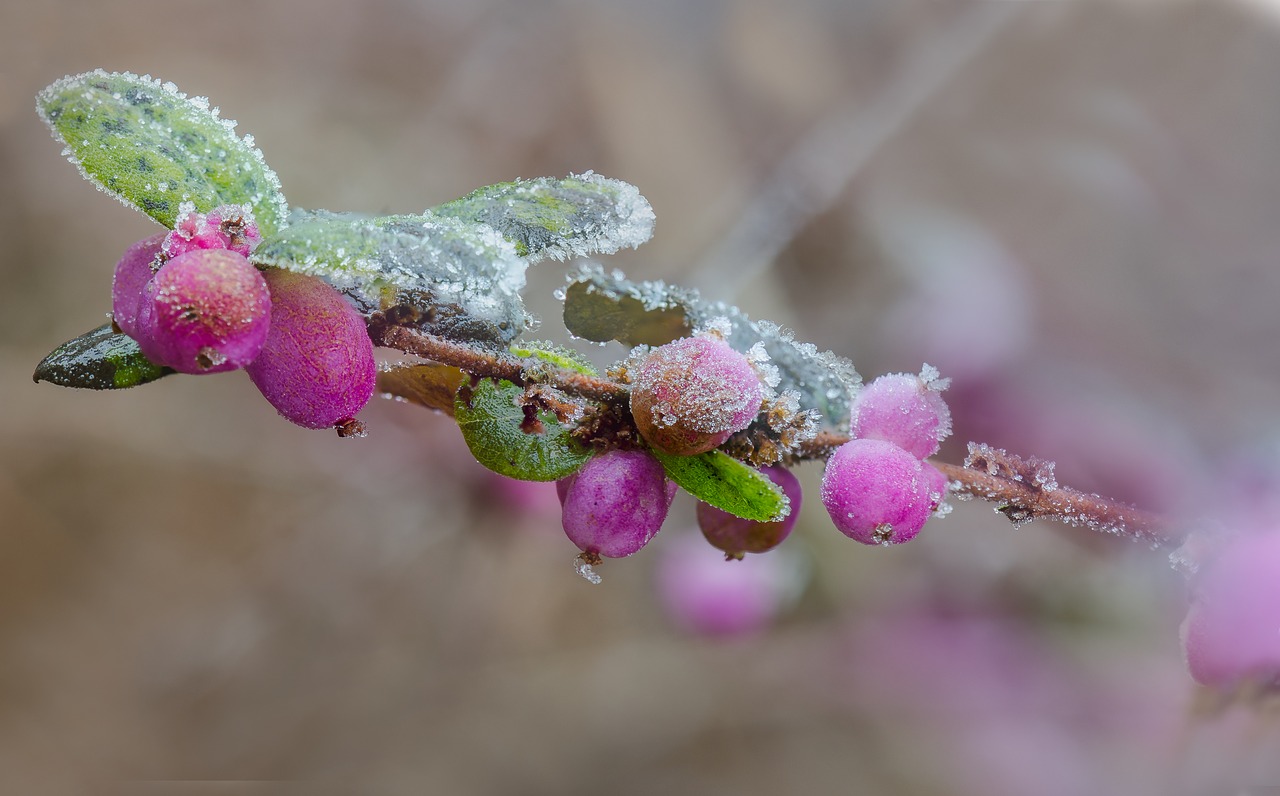 winter macro frost free photo