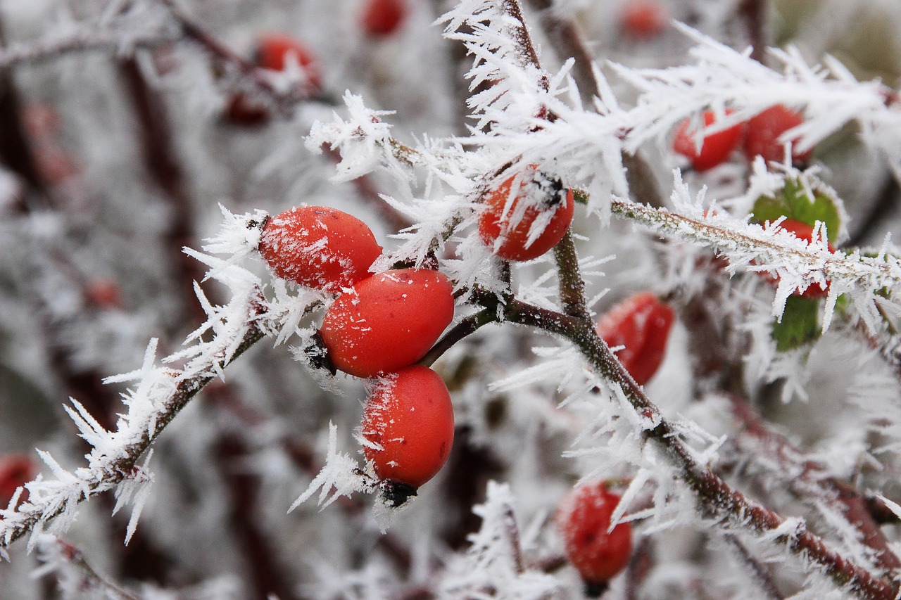 winter ice frost free photo