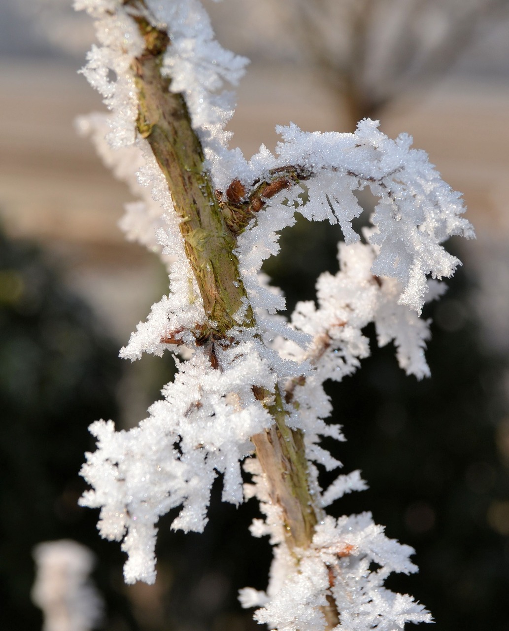 winter frost plant free photo