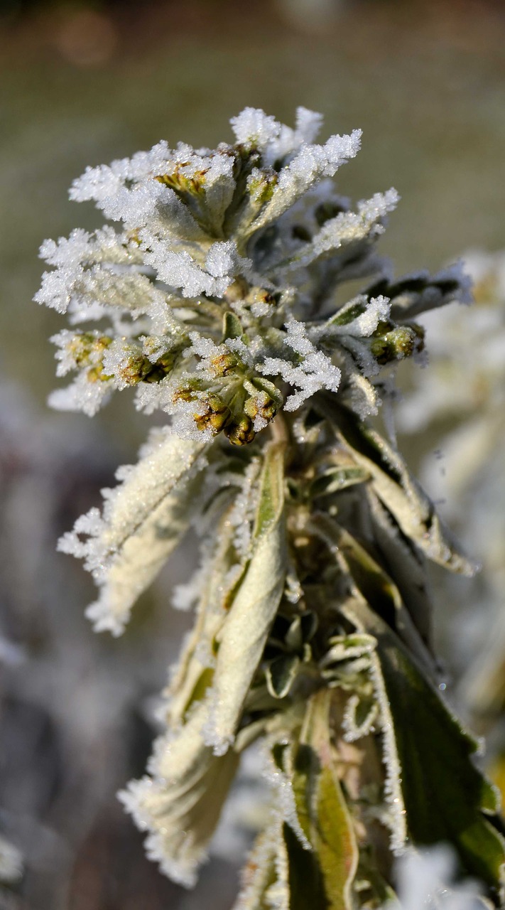 winter frost plant free photo