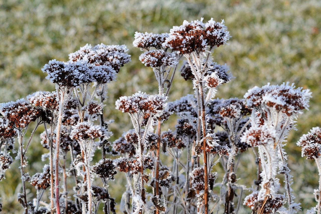 winter frost plant free photo