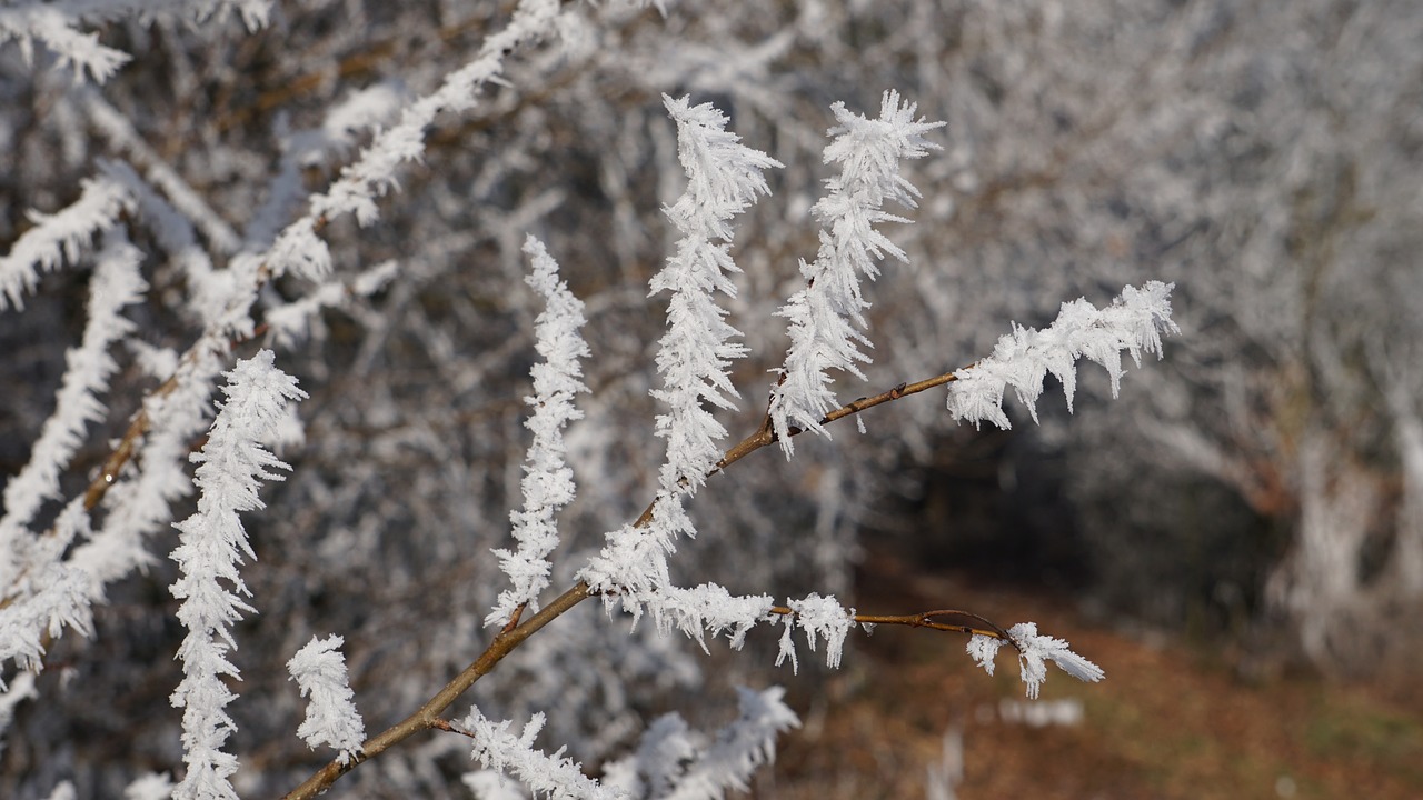 winter eiskristalle frozen free photo