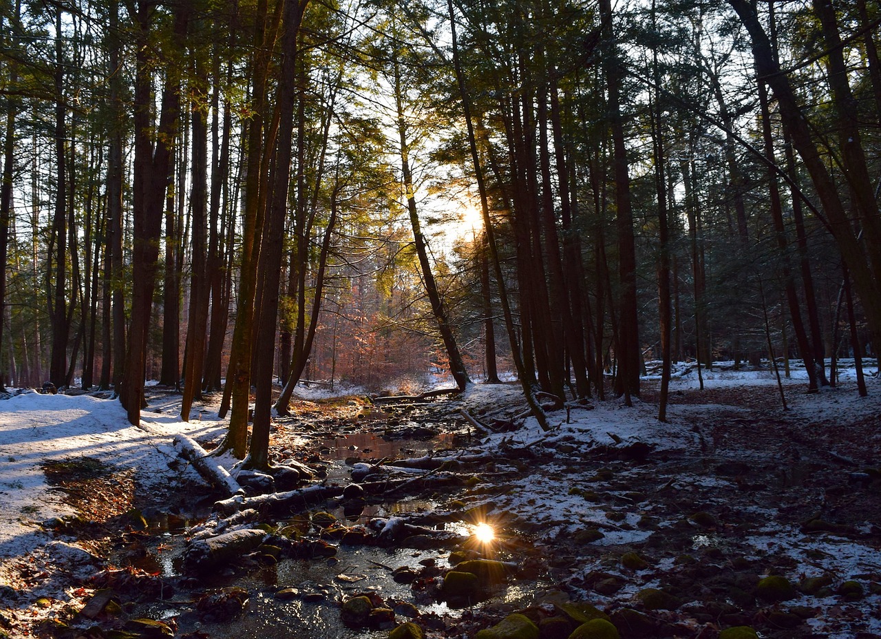 winter snow forest free photo