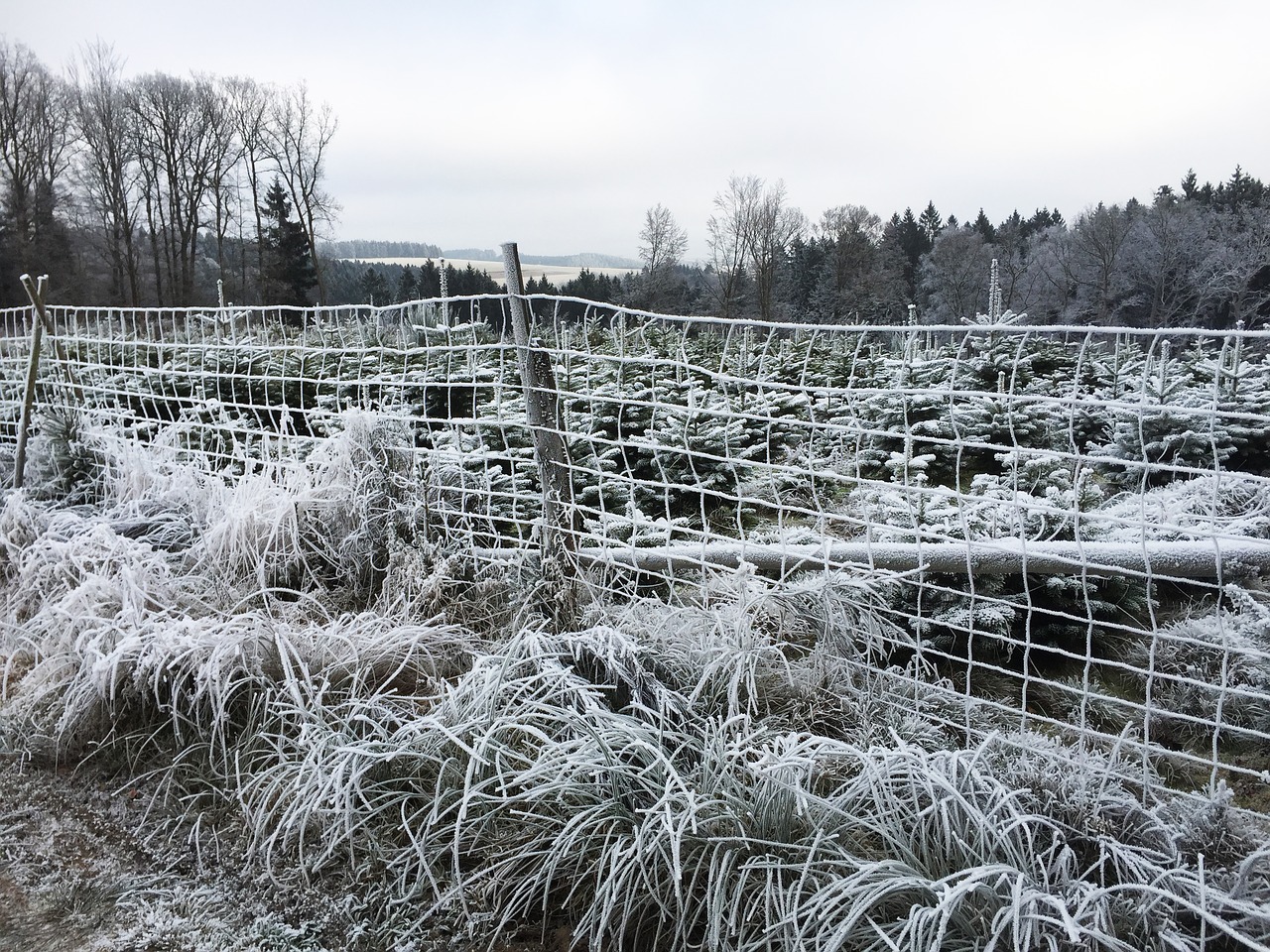 winter snow nature free photo