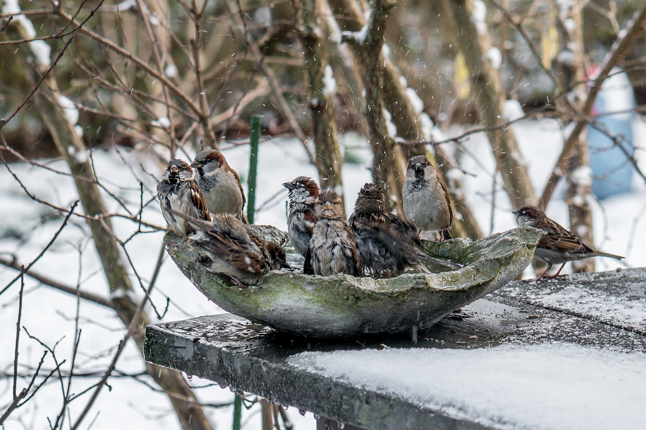 winter birds sparrows free photo