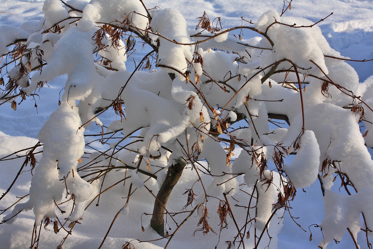 winter snow shrubs free photo